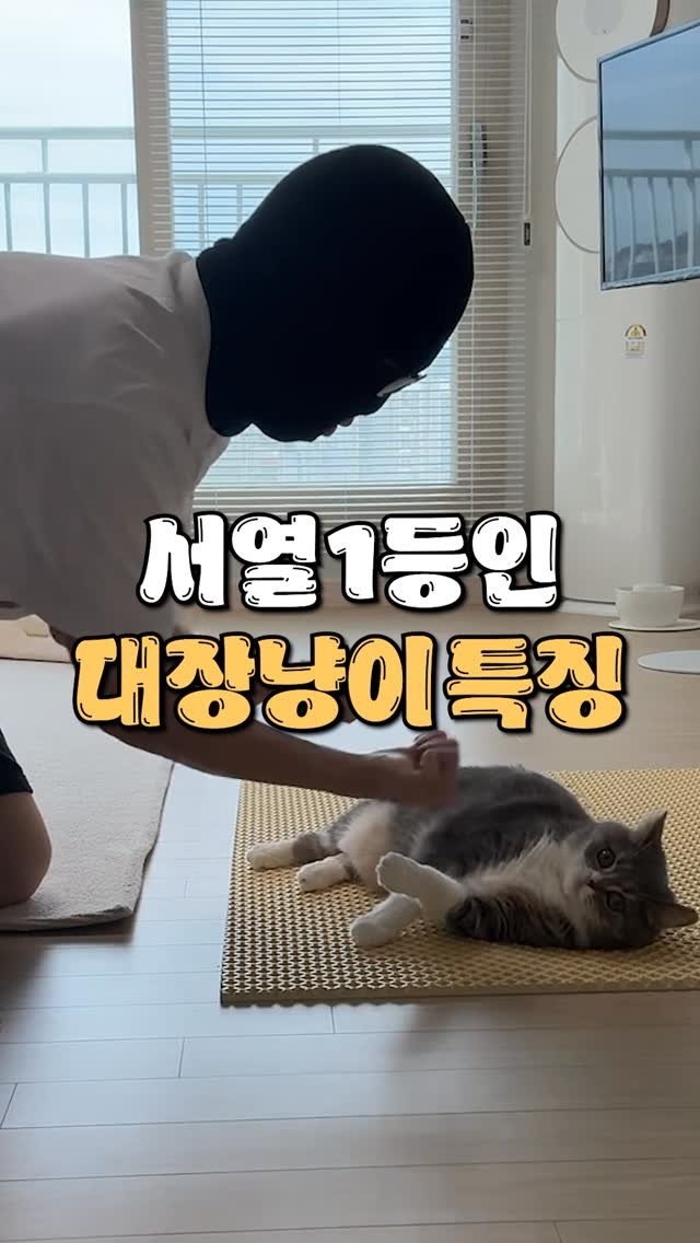 cat_teacher60 게시물 이미지: 우리 고양이가 대장냥이라고?