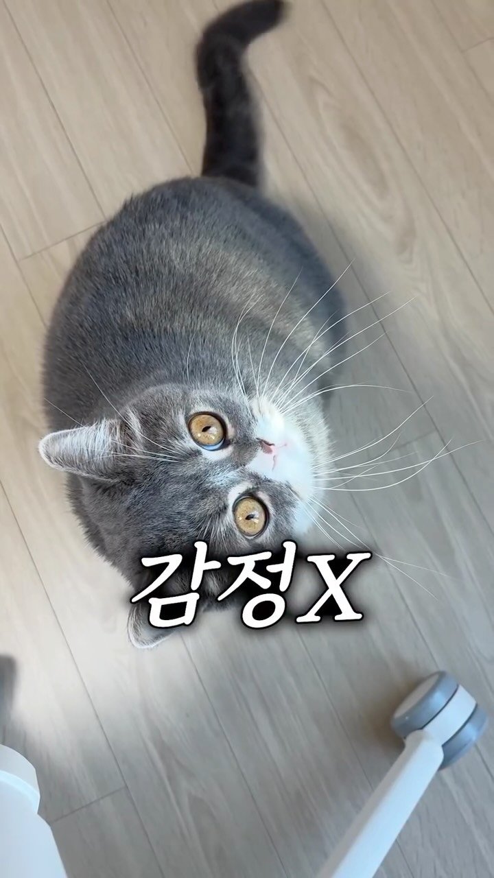 cat_teacher60 게시물 이미지: 고양이가 느끼는 감정이란?