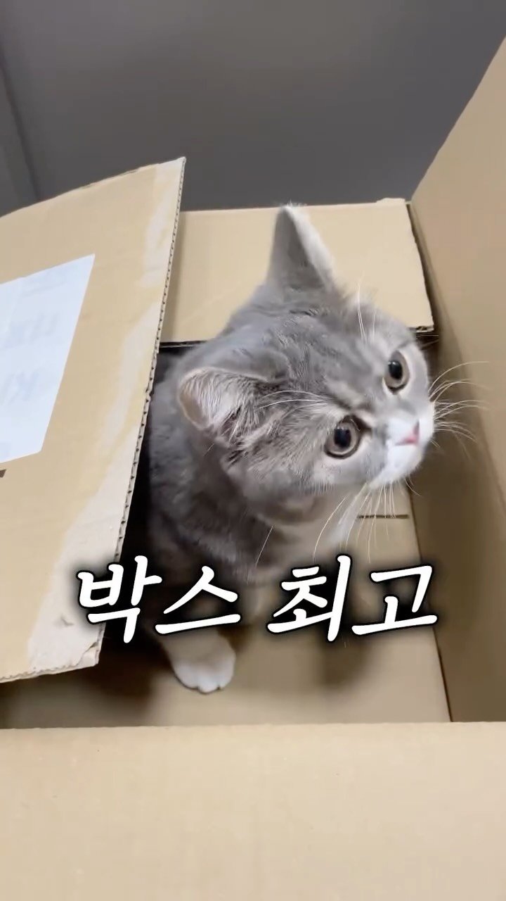 cat_teacher60 게시물 이미지: 비싼 캣타워보다 박스를 더 좋아하는 이유