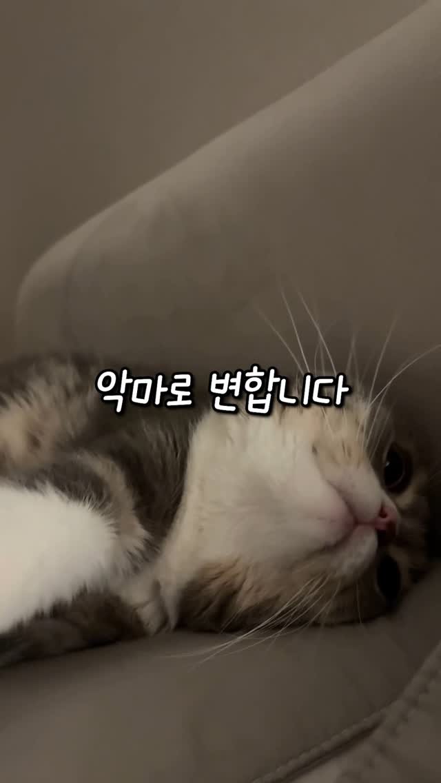 cat_teacher60 게시물 이미지: 고양이가 악마로 변합니다