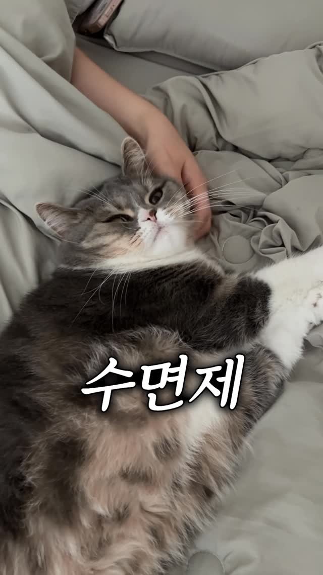 cat_teacher60 게시물 이미지: 고양이는 저의 수면제입니다