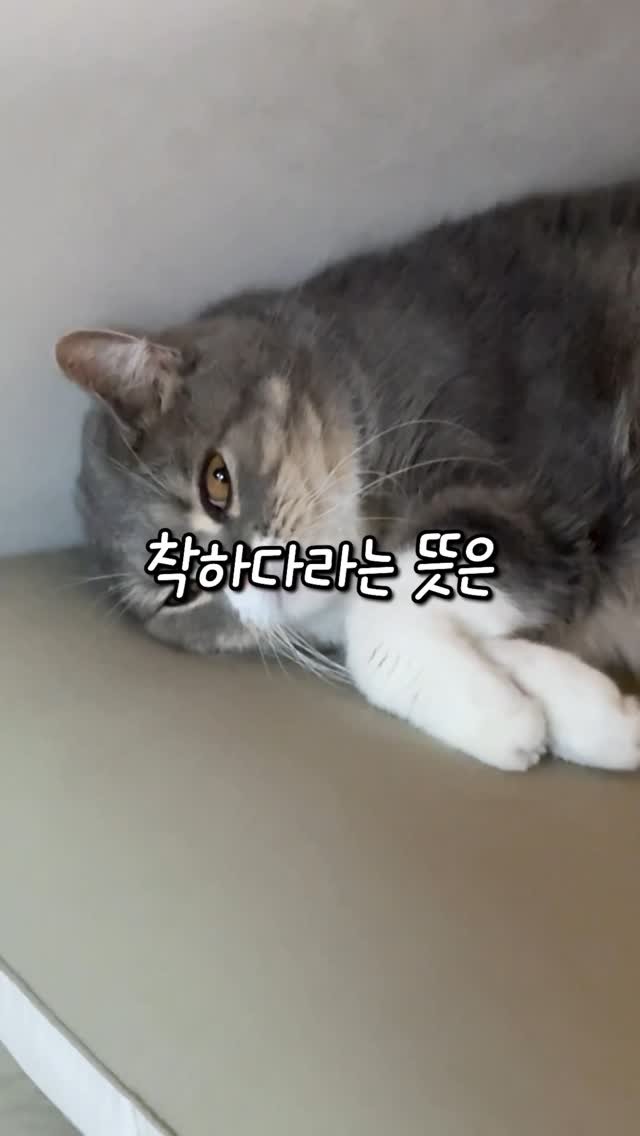 cat_teacher60 게시물 이미지: 착한 고양이는 인내심이 좋다?