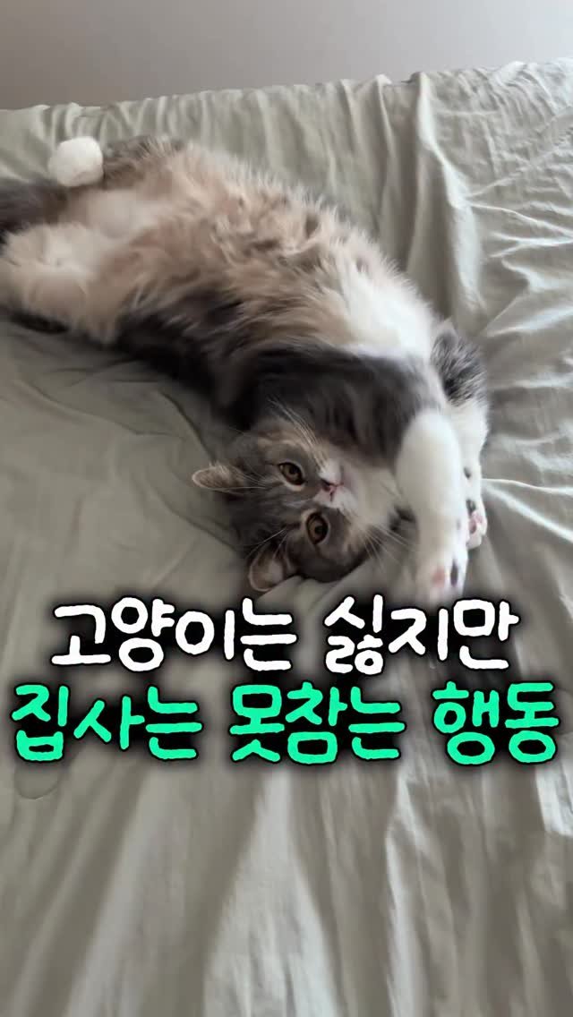 cat_teacher60 게시물 이미지: 고양이는 싫지만 집사는 못참는 행동