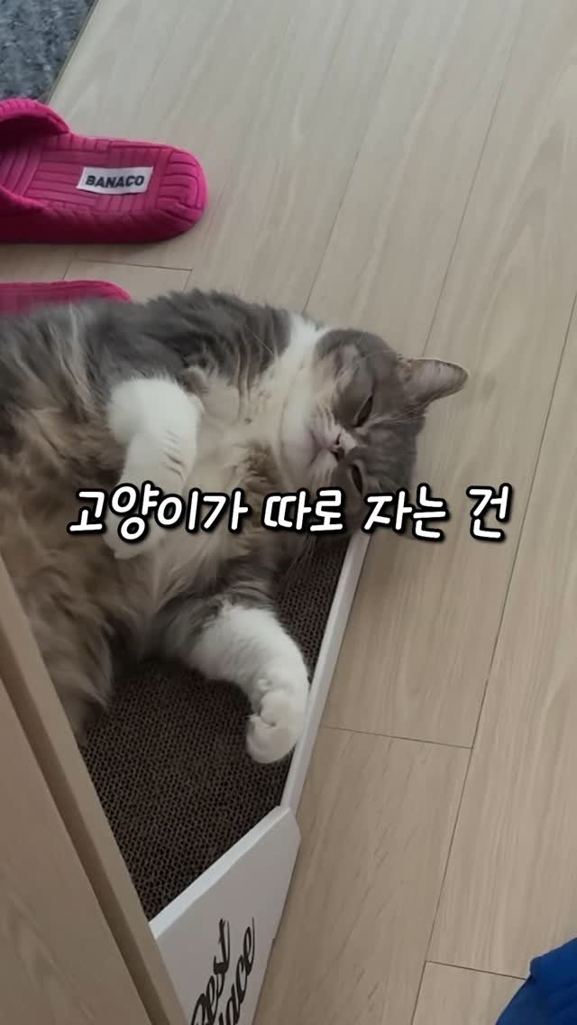 cat_teacher60 게시물 이미지: 고양이가 집사와 절대 같이 안잔다면..