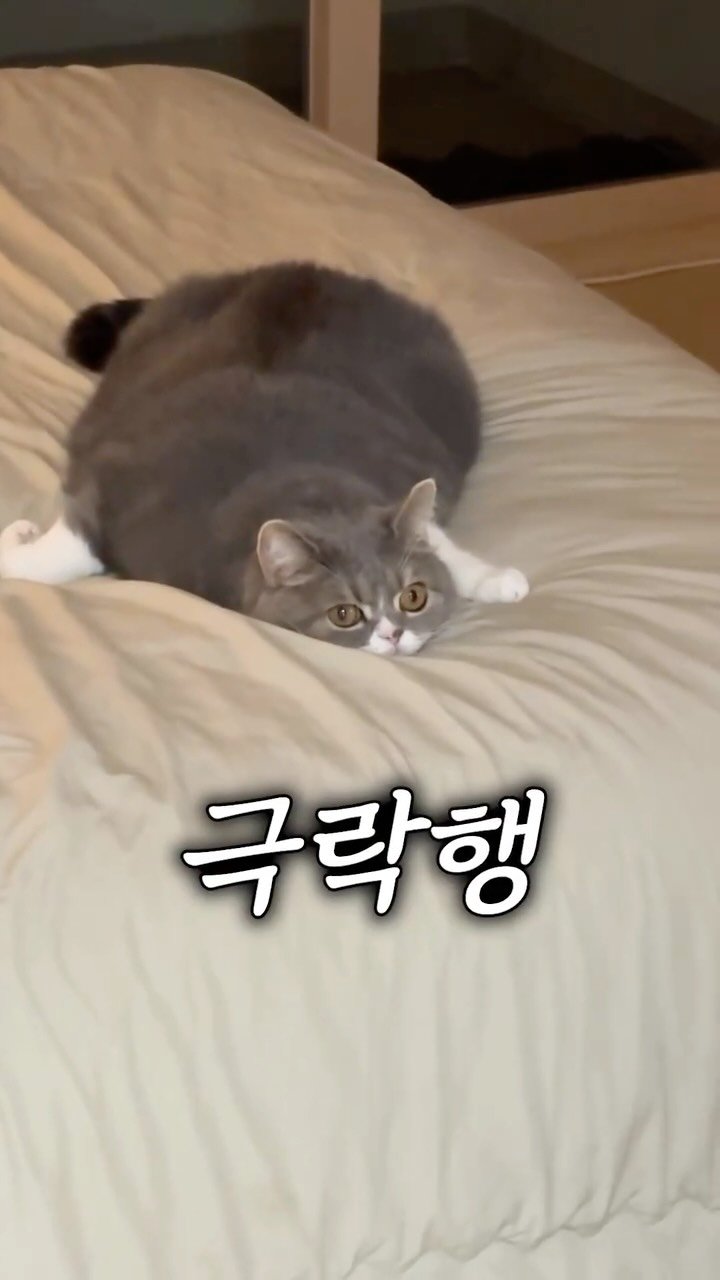 cat_teacher60 게시물 이미지: 고양이가 집사 침대에서 자는 이유