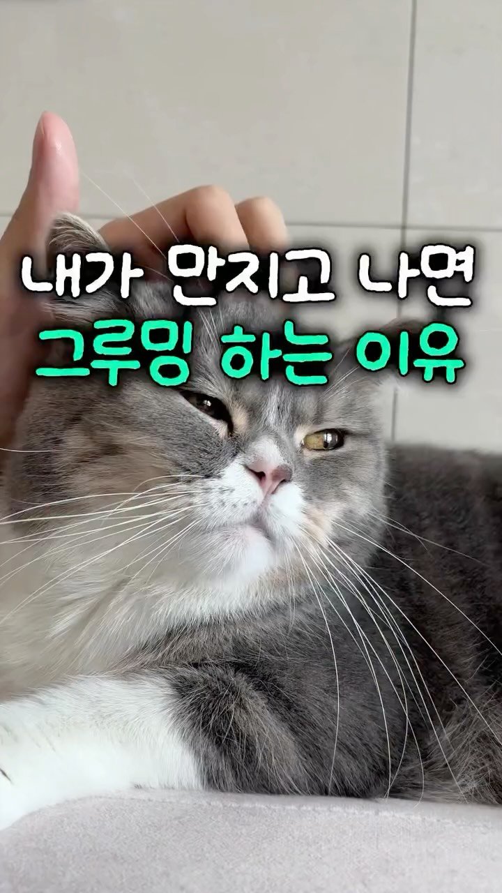 cat_teacher60 게시물 이미지: 내가 만질 때 그루밍 하는 이유