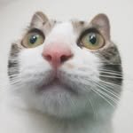 cat_play_lab 프로필 사진