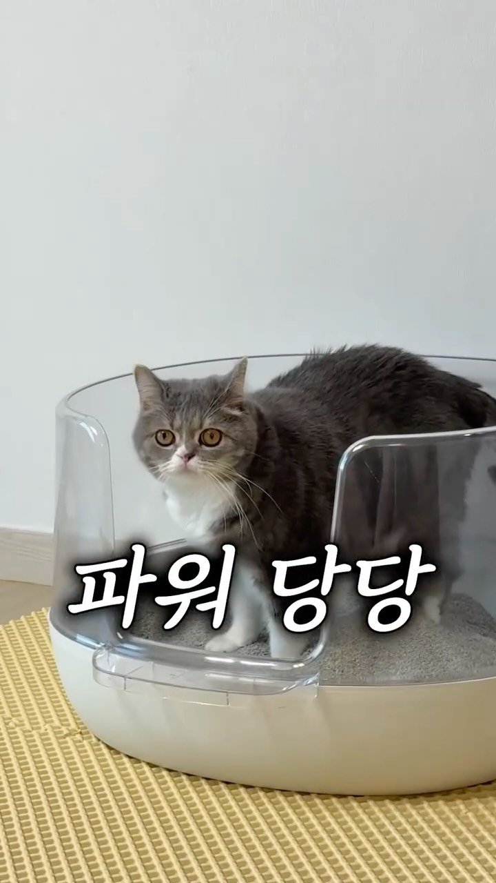 cat_teacher60 게시물 이미지: 고양이가 모래를 안덮고 나온다면?