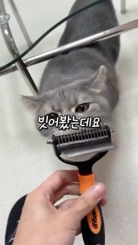 cat_teacher60 게시물 이미지: 고양이 털 날림 90% 이상 해결해 준다고?