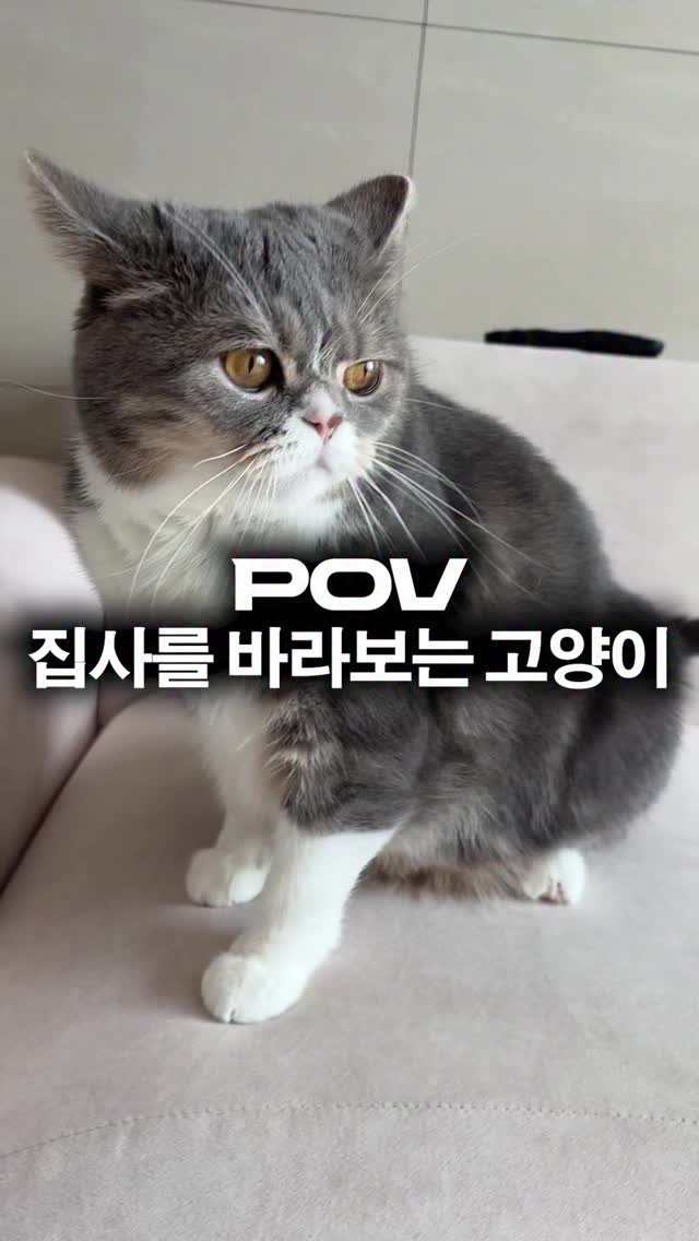 cat_teacher60 게시물 이미지: 집사를 바라보는 고양이
