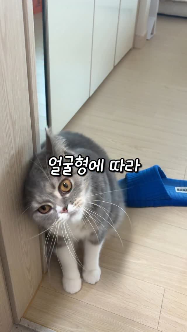 cat_teacher60 게시물 이미지: 고양이는 얼굴형에 따라 성격이 다르다?