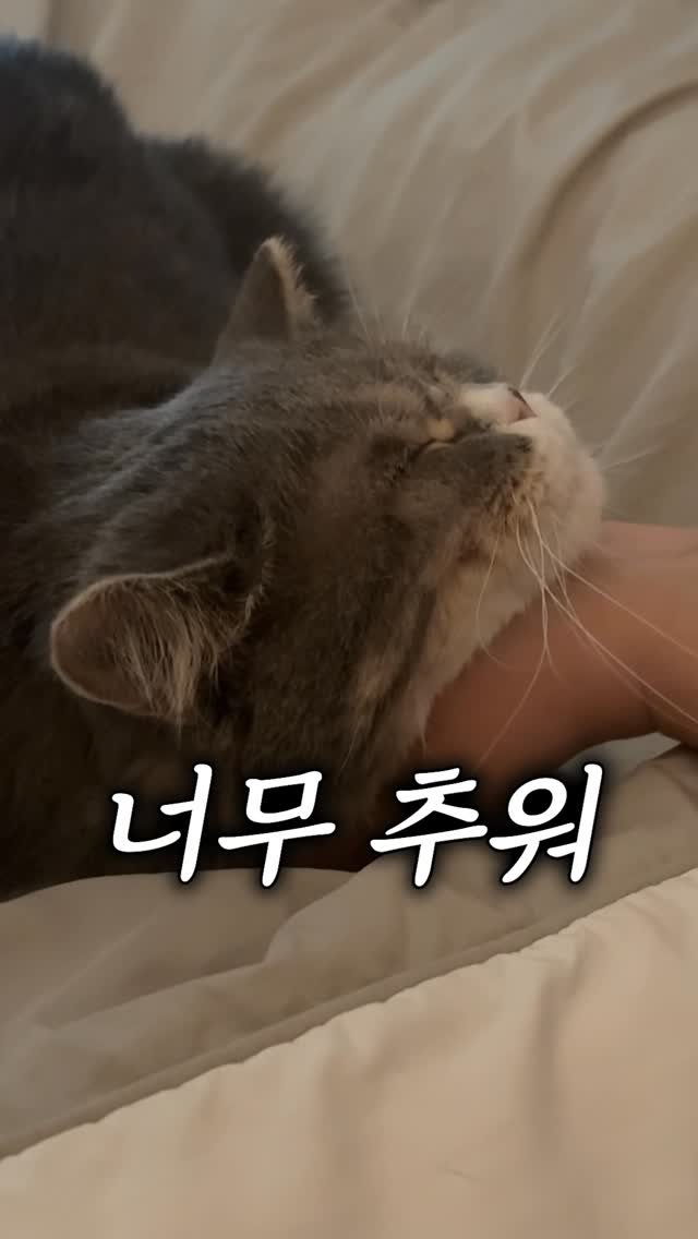 cat_teacher60 게시물 이미지: 고양이는 겨울에 집사 껌딱지에요
