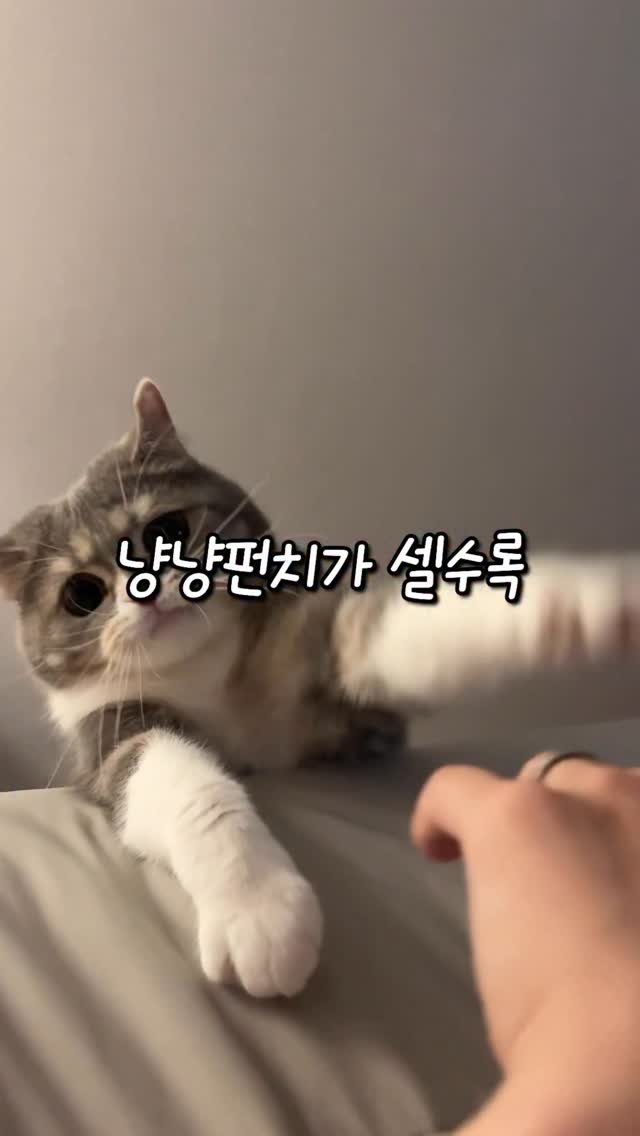 cat_teacher60 게시물 이미지: 냥냥펀치의 파괴력이 다른 이유