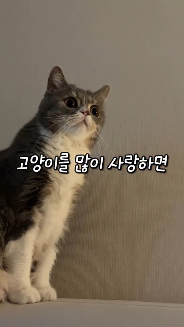 cat_teacher60 게시물 이미지: 사랑받은 고양이는 사고뭉치가 된다(?)