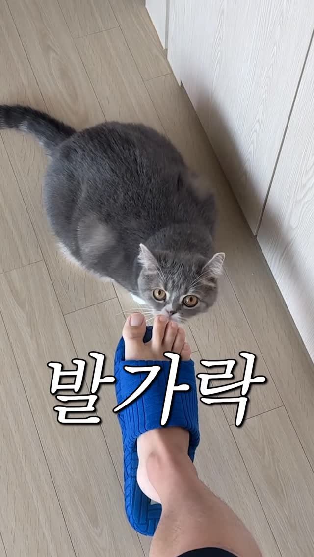 cat_teacher60 게시물 이미지: 고양이가 발만 깨무는 이유 알려드림