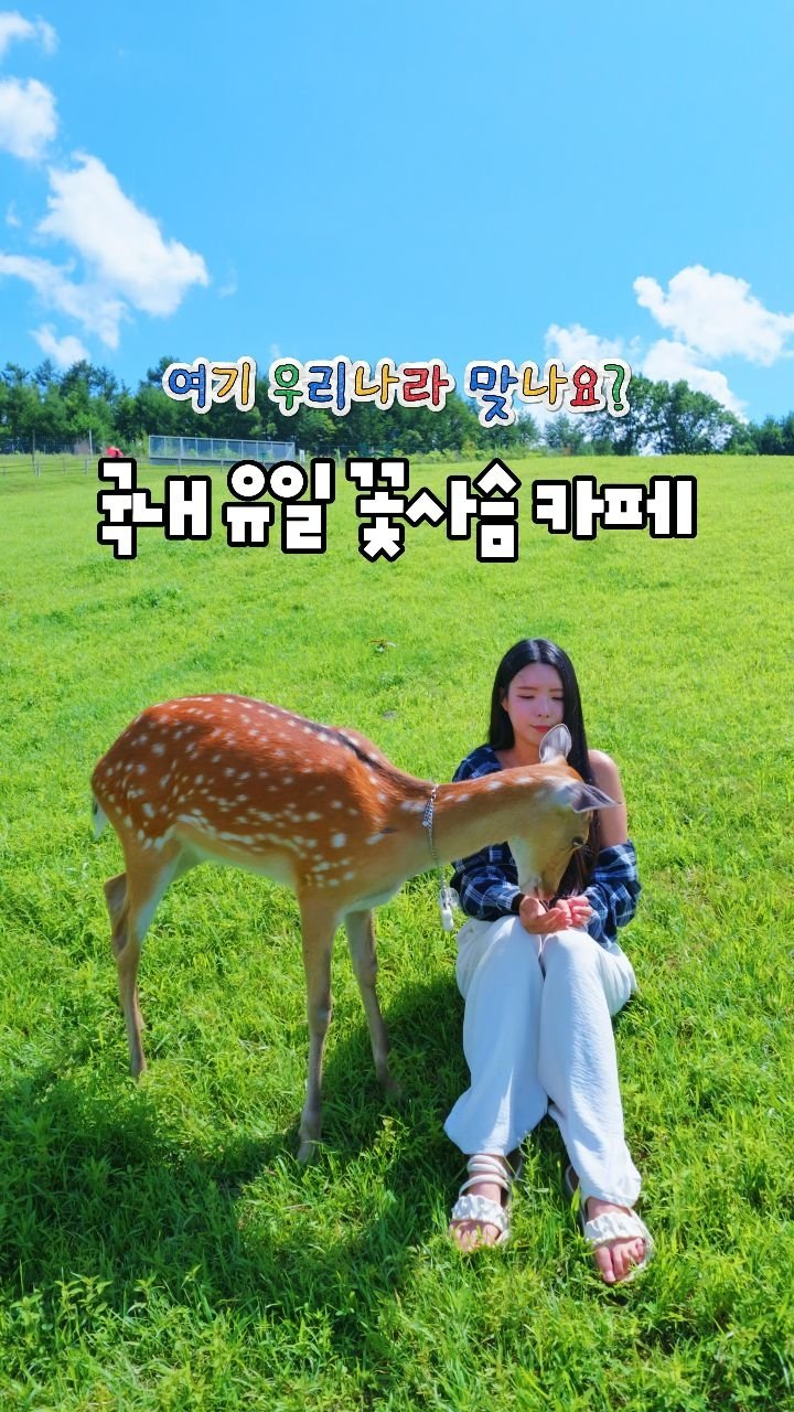 cbin_s2 게시물 이미지: AI 아니고 찐 !! 우리나라 맞아요 🫢👍🏻
카페에 갔는데 꽃사슴이 따라다녀요...