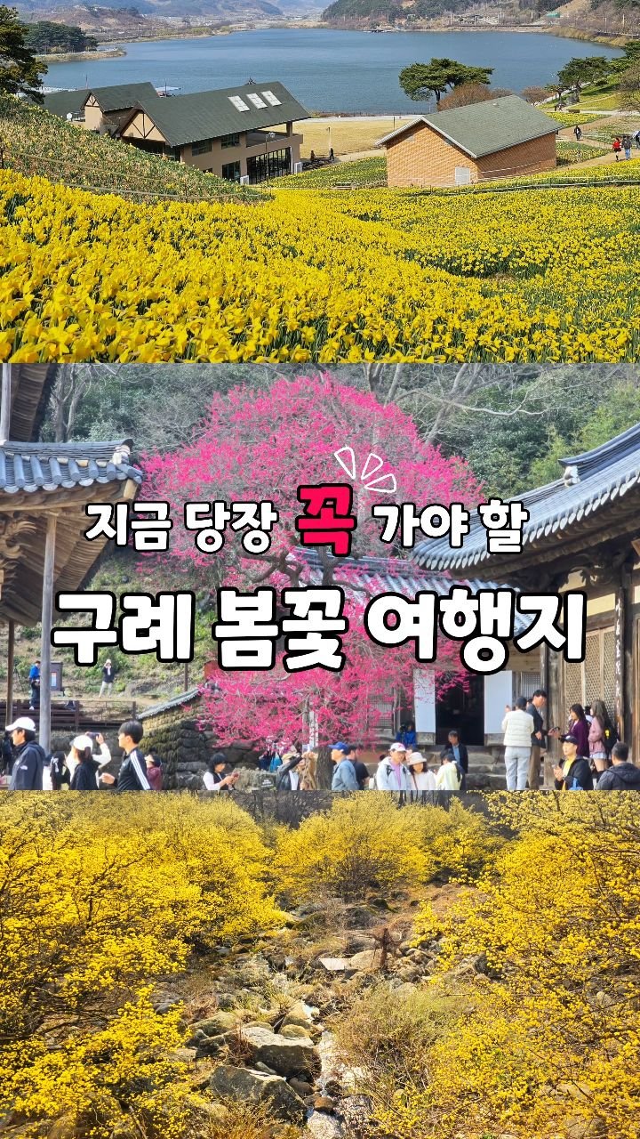 cbin_s2 게시물 이미지: (저장•공유) 실시간 만개한 꽃들이 있는
전남 구례 봄꽃 여행지 모음...