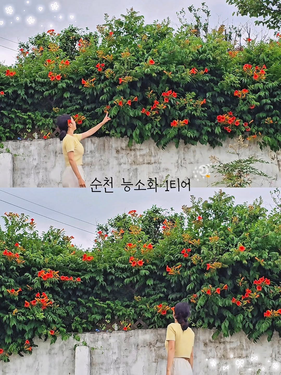 cbin_s2 게시물 이미지: (실시간) 드뎌 순천 능소화 찍어따아앙 🧡
📸2026.6.20

벌교 부모님댁 가는...