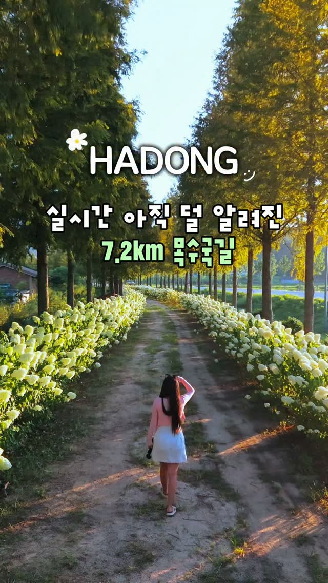 cbin_s2 게시물 이미지: (실시간) 2026.8.6 하동 목수국길 🫶🏻
일몰시간이라 누리끼리한 점...