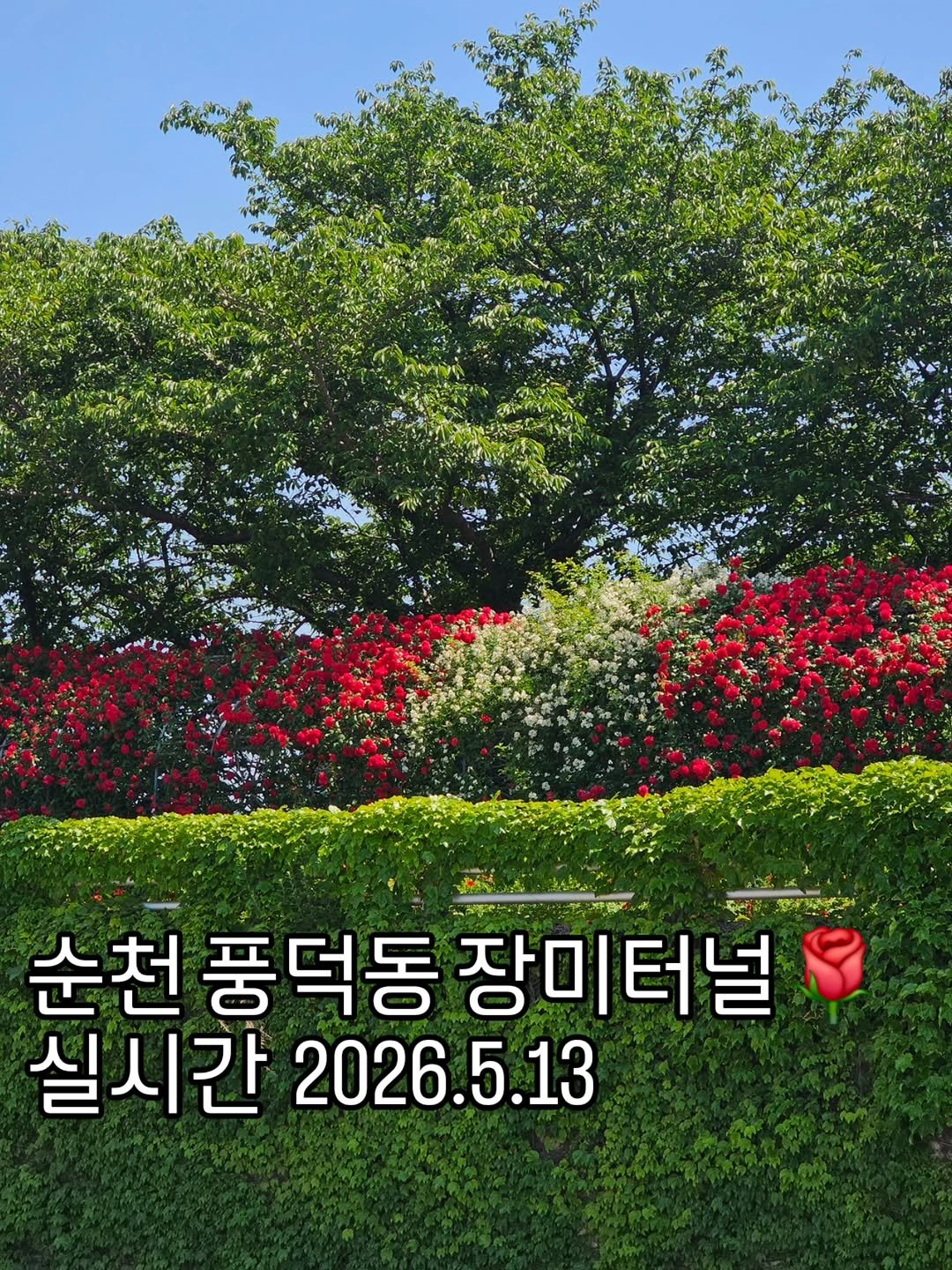 cbin_s2 게시물 이미지: (실시간•무보정) 풍덕동 장미터널 🌹
오전 9시쯤 갔는데 80% 개화 ! 엄청...