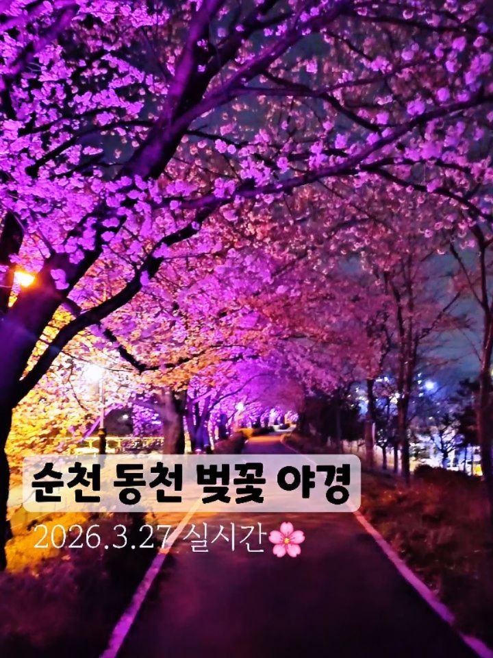 cbin_s2 게시물 이미지: (저장•공유) 26.3.27 실시간
내가 사랑하는 동천의 벚꽃...