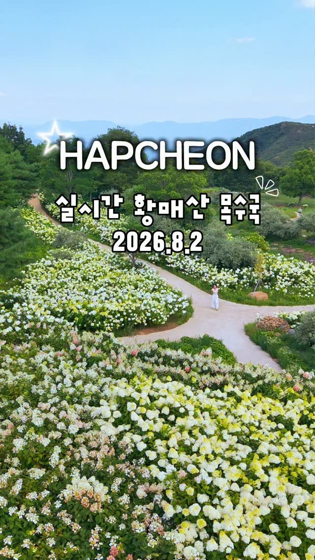 cbin_s2 게시물 이미지: (실시간) 해발 850m에서 만나는 목수국 꽃밭 🤍
합천 황매산 목수국 지금이 가장...