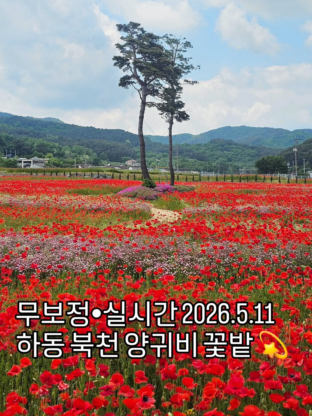 cbin_s2 게시물 이미지: (실시간•무보정) 너무 이뻐서 무보정으로 올리는
오늘자 하동 북천 꽃 양귀비 축제장...