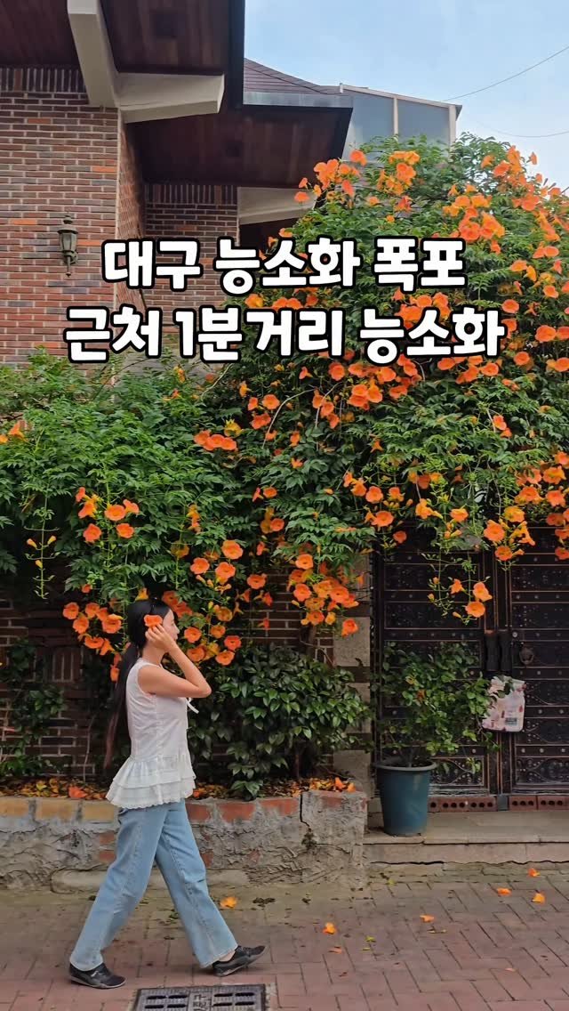 cbin_s2 게시물 이미지: (저장•공유) 대구 능소화 폭포 보러 가신다면 !
대봉동 능소화 폭포만 보고가시면...