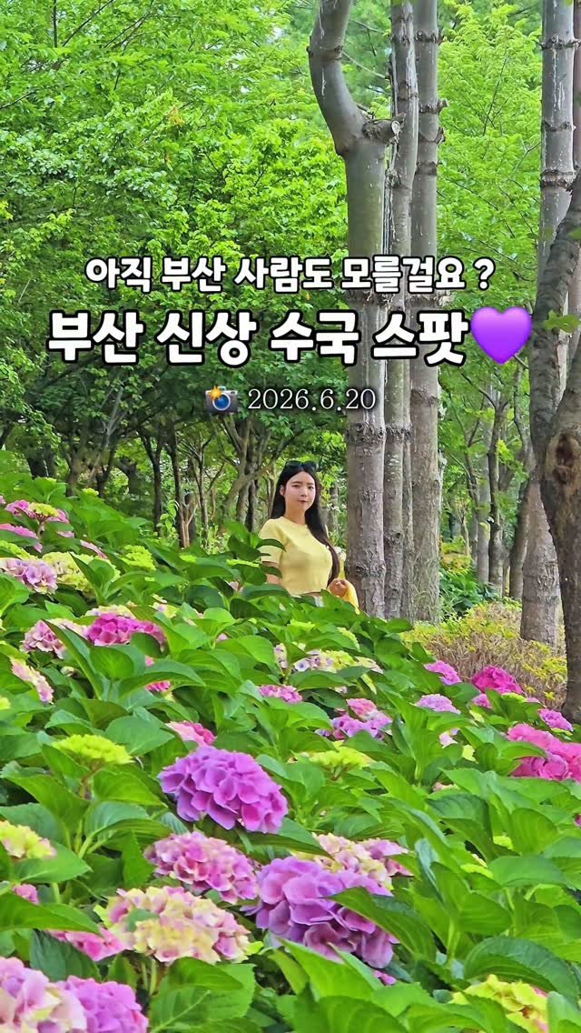 cbin_s2 게시물 이미지: (저장•공유) 2026년 올해 새롭게 생긴 
부산 신상 수국 스팟 공유 !!...