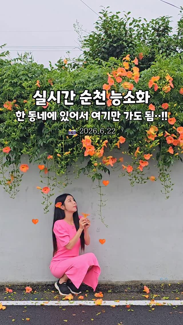 cbin_s2 게시물 이미지: (실시간) 순천 한 동네에 모여있는 
실시간 능소화 명소 4군데 🧡✨️
개인...