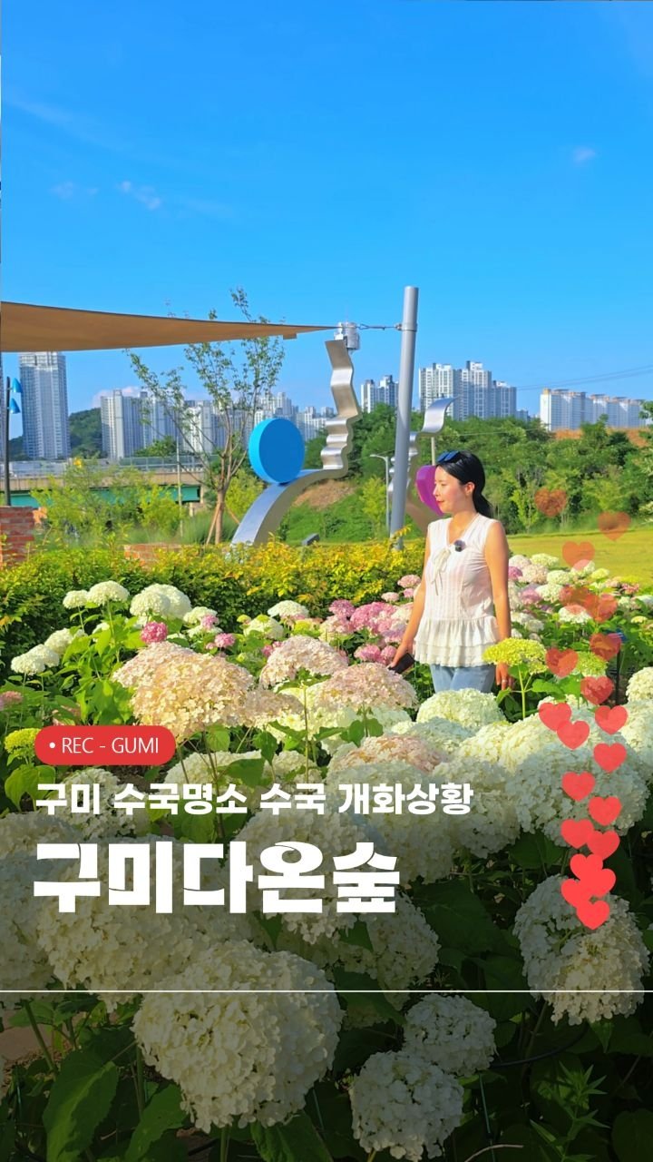 cbin_s2 게시물 이미지: #구미다온숲 #2026구미여행리포터_정보라
(실시간) 구미 수국명소 수국 개화상황...