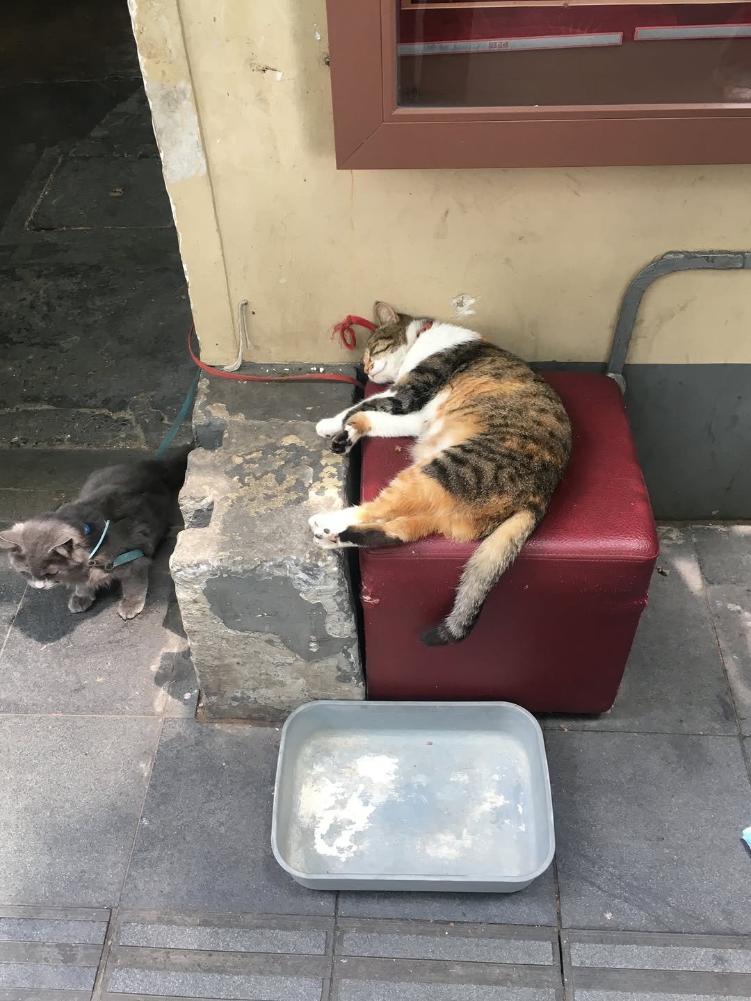 ch_nns 게시물 이미지: 길에서 만난 🐈🐈‍⬛