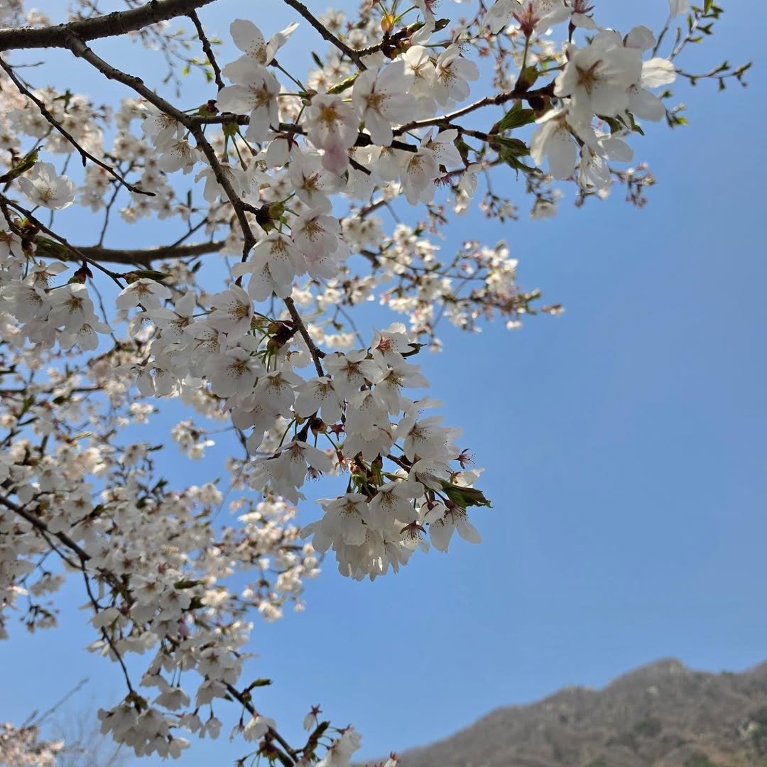 Photo by 책이라는신화 on April 14, 2026. May be an image of flower, stone-fruit tree and text.