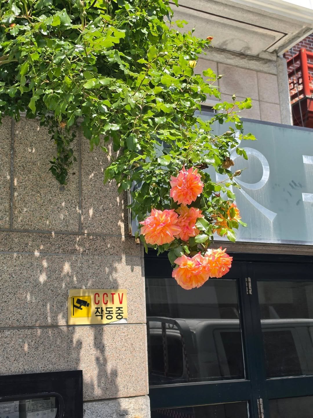 Photo by 책이라는신화 on April 26, 2026. May be an image of flower arrangement, flower and text.