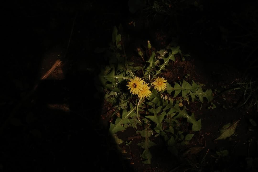 Photo by 채종협 on April 20, 2026. May be an image of dandelion and text.