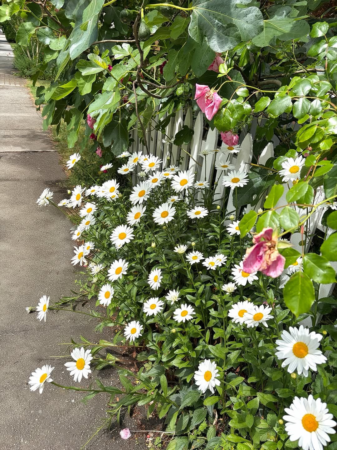 chaelanl 게시물 이미지: 🌼🪴🪏