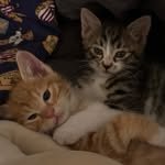 hodu._._.maru 프로필 사진