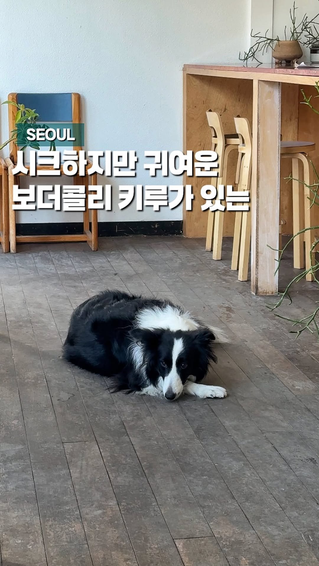 chaenni_ni 게시물 이미지: 키루야 나한테 한번만 와줘,, 시크하지만 귀여운 보더콜리 키루가 있는 홍대입구역...