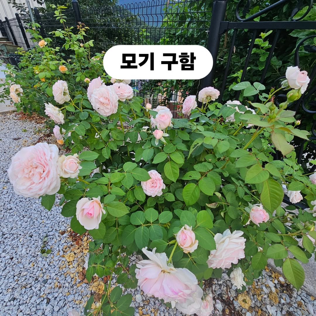 chaldduk_king 게시물 이미지: 얼마 전에 다녀간 사촌 누님이 
전기 모기채를 보내왔다. 

시골에서 모기에게...
