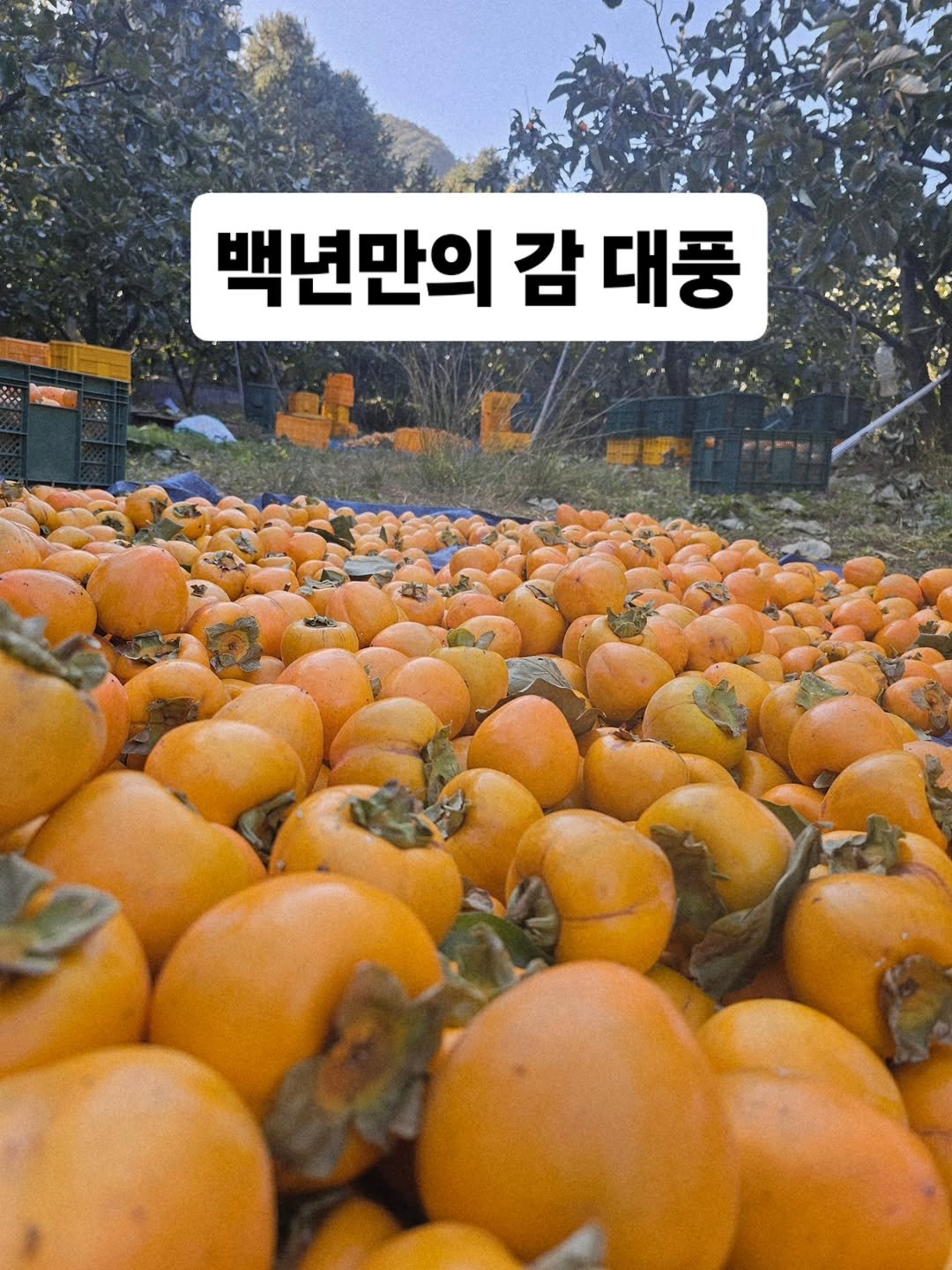 Photo by 찰떡부자 on November 04, 2025. May be an image of fruit and text that says '백년만의 감 대풍'.