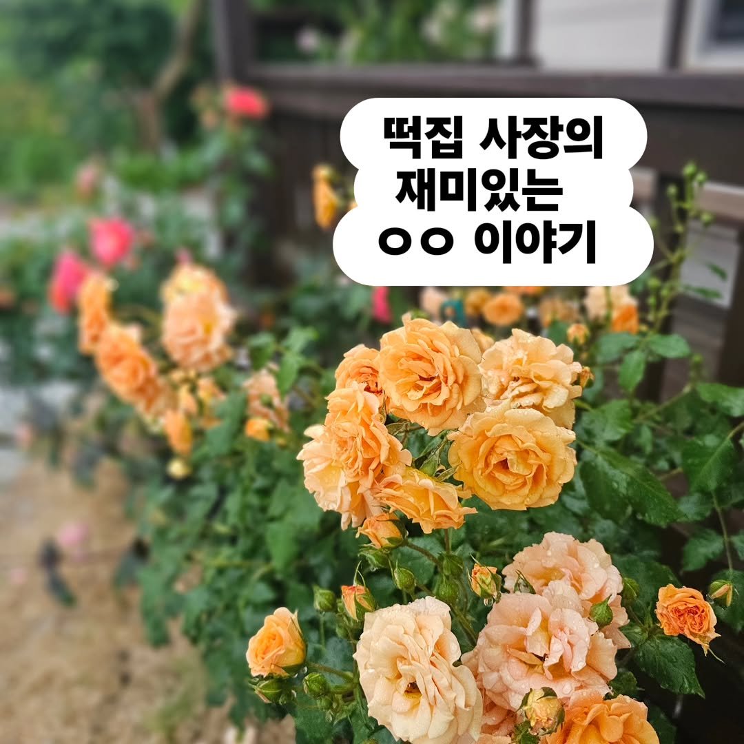 chaldduk_king 게시물 이미지: 오뉴월 정원의 주인공은
단연 장미입니다.

봄꽃들이 서둘러 왔다가
허겁지겁 물러난...