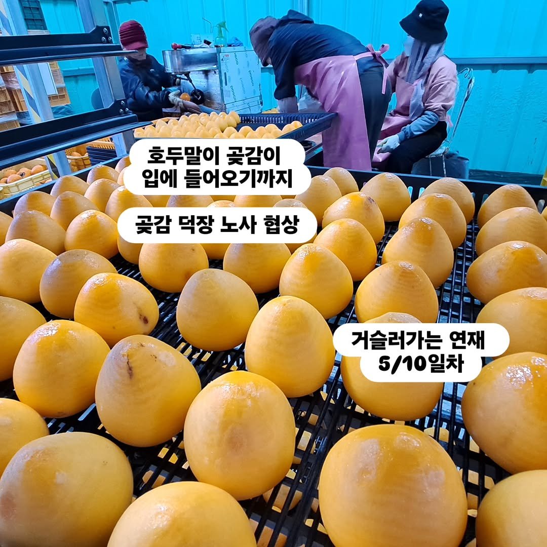 Photo by 찰떡부자 on April 02, 2026. May be an image of pomelo and text that says 'ስት 호두말이 곳감이 입에 들어오기까지 꽃감 덕장 노사 험상 거슬러가는 연재 5/10일차'.