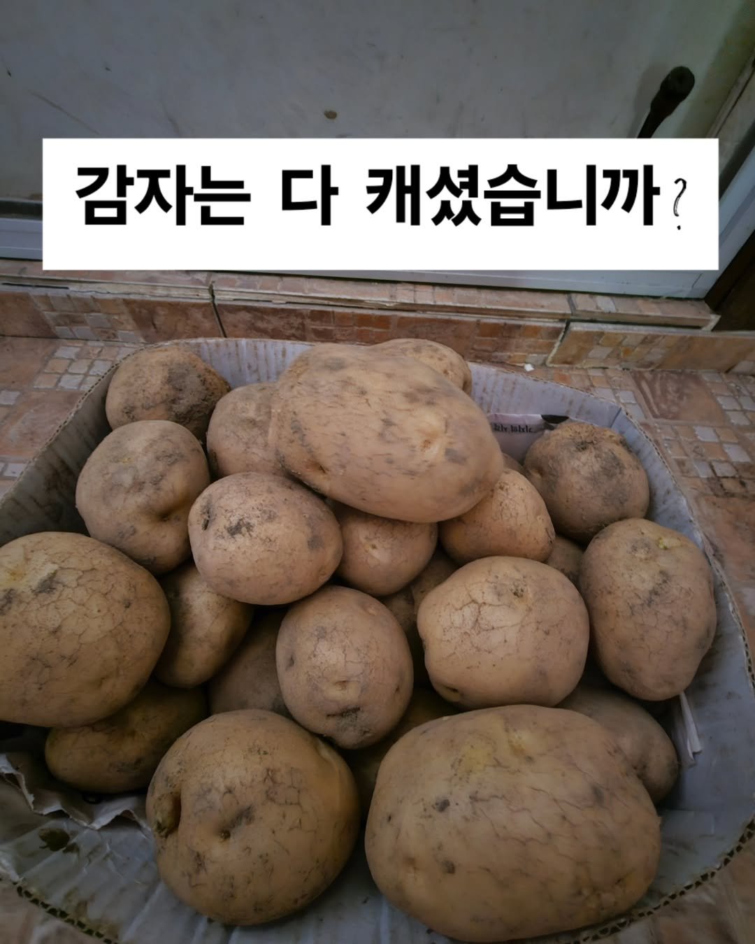 Photo by 찰떡부자 on July 07, 2025. May be an image of potato and text that says '감자는 다 캐셨습니까?'.