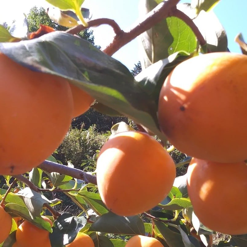 Photo by 찰떡부자 on November 09, 2025.