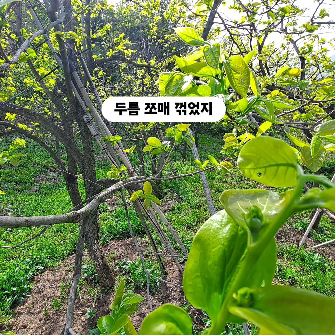 Photo by 찰떡부자 on April 04, 2026. May be an image of angel's trumpet, devilwood and text that says '두릅 쪼매 두름쪼매꺾었지 꺾었지 1수'.