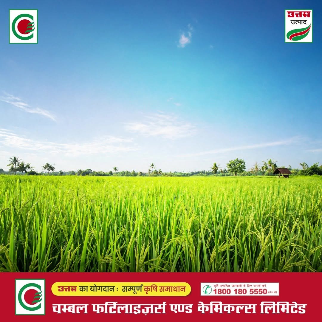 chambal.social 게시물 이미지: धान में कीट चुपचाप फसल को कमजोर करते हैं…
और...
