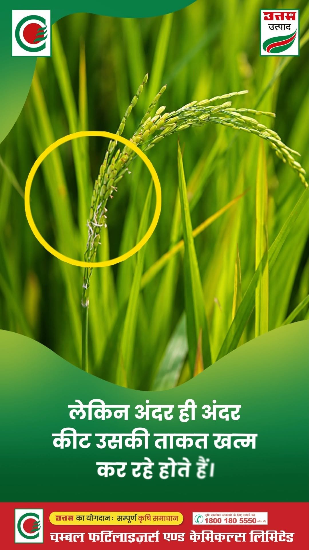chambal.social 게시물 이미지: सही समय पर सही बचाव ही बेहतर पैदावार की कुंजी...