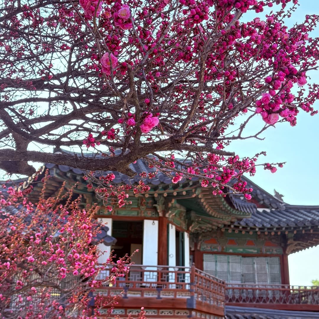 changdeokpalace 게시물 이미지: 3월 25일 오전, 창덕궁 개화 상황🌞

하루가 다르게
꽃이 점점 피는...