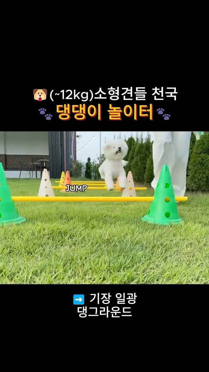 channelbusan 게시물 이미지: 소형견들이 마음껏 뛰놀기 좋은 댕댕이 놀이터🐾
실내에서 운동장을 한눈에 볼수...
