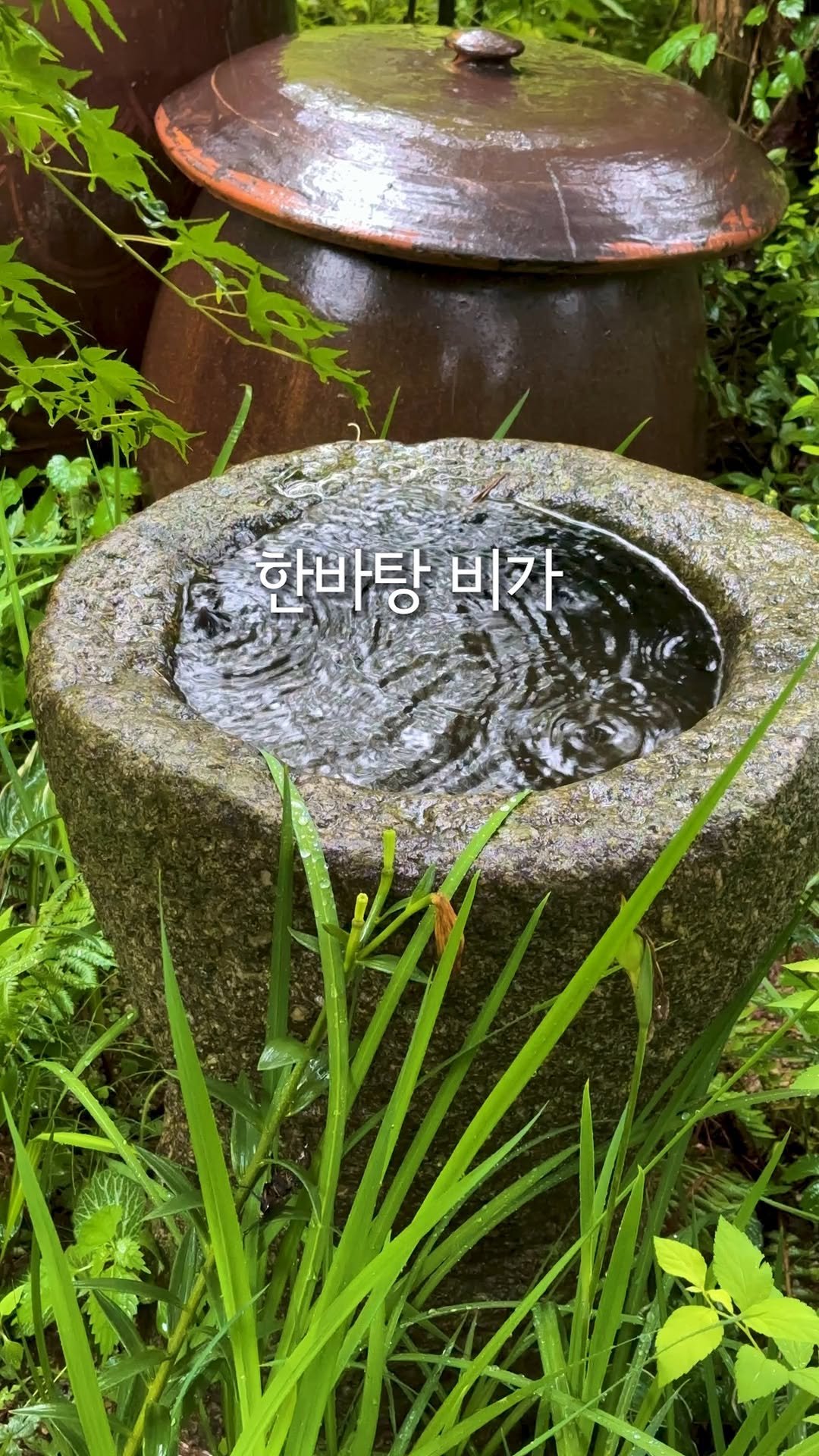 cheongrium 게시물 이미지: 🌿 빗방울이 지나간 자리,
청리움은 더 깊어졌습니다.
젖은 흙 내음, 나뭇잎에...